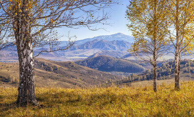Scenic autumn view, sunny morning. Grass and birch trees in the foreground and mountains in the distance.