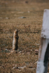 Long tailed ground squirrel in the grasslands of Mongolia, near Terkhiin Tsagaan lake (also calle White Lake)