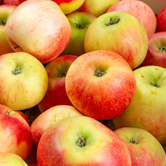 delicious Elstar and Gala apples at the apple tree