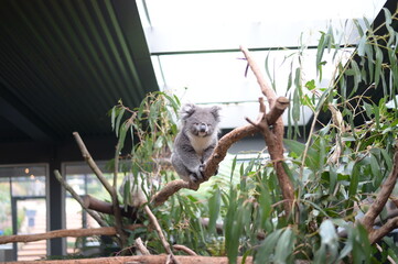 A friendly koala © MITSUHIRO