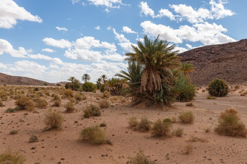 Palm tree and dry grass in the Sahara Desert. Beautiful desert landscape against a blue cloudy sky.