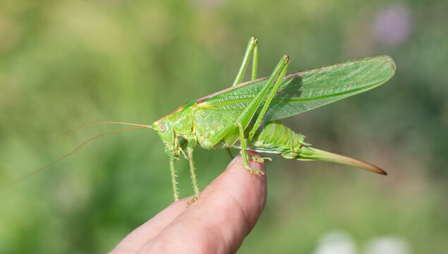A large green cricket sits on a human's finger against a green background