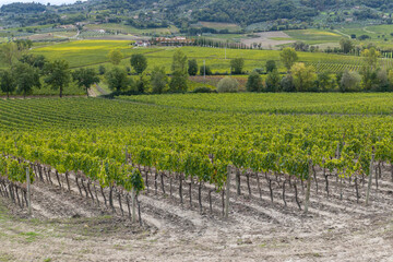 Fototapeta na wymiar Typical Tuscan landscape with vineyard near Montalcino, Tuscany, Italy