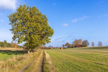 Fototapeta premium Dirt road to cottage on a hill in a beautiful autumn landscape