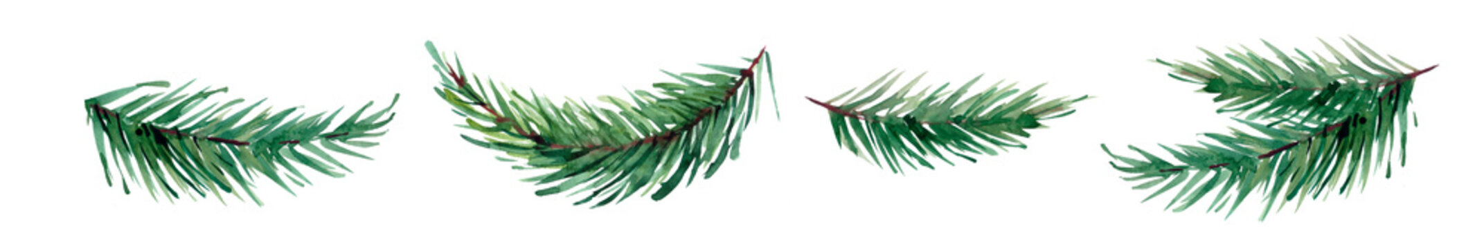 watercolor illustration of a branch of spruce, pine, fir-tree, isolated objects, plants, trees