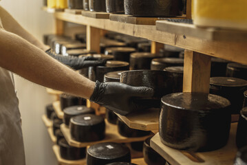 Farmer in gloves turns over cheese heads in the cheese maturation storage. Production of cheeses and dairy products