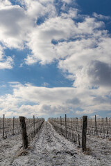 Winter vineyard near Mikulov, Palava region, Southern Moravia, Czech Republic