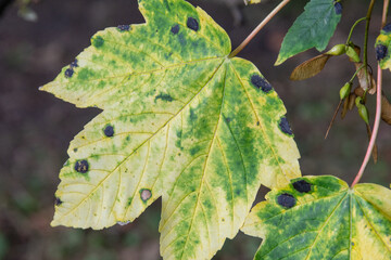 a beautiful  leave in the forest