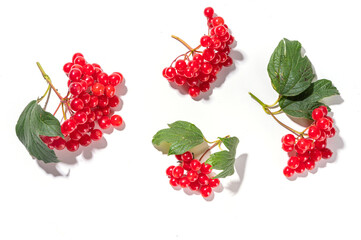 Viburnum berries with leaves on branches isolated on white background