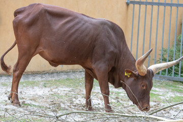 The Watussirind or Ankolerind is a breed of domestic cattle in East Africa. It was created by...