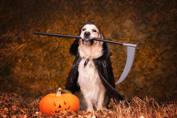 A dog dressed to death with a Halloween scythe. A golden retriever sits on a white background with...