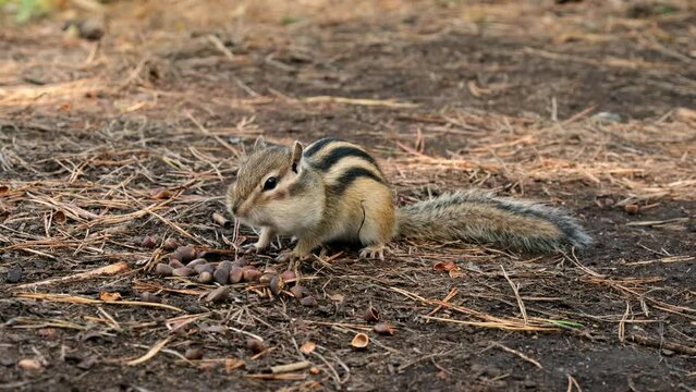 Chipmunk eats pine nuts on the ground in coniferous forest