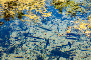 忍野八海〈山梨県〉