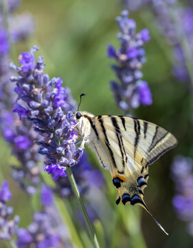 Fennel Swallowtail on lavender, Provence, France