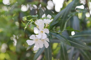 photo of White Oleander flowers in bloom close-up , Pali Rajasthan , India