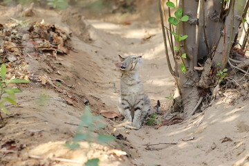 photo of tabby cat baby looking on tree and sitting in garden , Pali Rajasthan , India