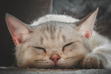 Junge schlafende British - Kurzhaar - Katze