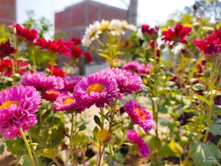 flowers in the garden