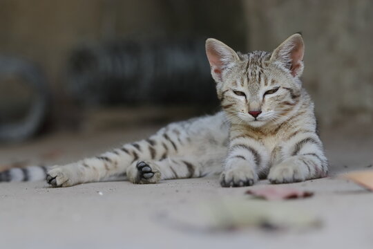 A picture of Adorable tabby cat baby sitting outside nature and looking at camera, Rajasthan , India