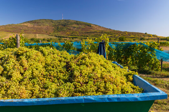 Grape collection at vintage time, Tokaj region, Great Plain and North, Hungary