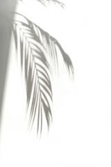 The shadow of a palm leaf on a white surface