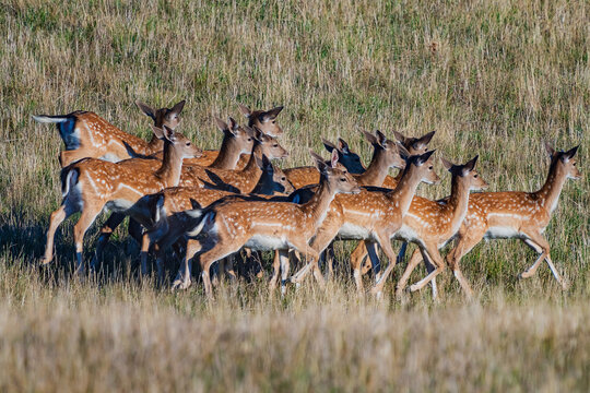 Dama Is A Genus Of Deer In The Subfamily Cervinae, Commonly Referred To As Fallow Deer.