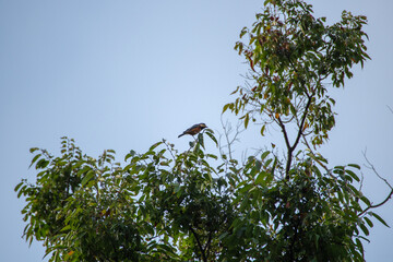 木のてっぺんにとまるヤマガラ