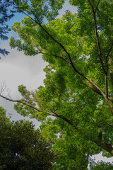 樹木の緑が鮮やかだ