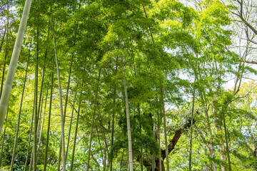 青々しく植わる竹林