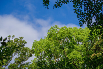 鮮やかな空と青々とした樹木