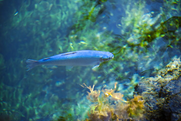 忍野八海　湧池