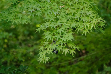 紅葉の葉の裏にシジュウカラがいる