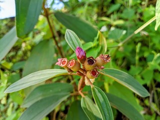 Melastoma malabathricum fruits on wild