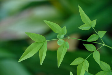 新鮮な南天の葉っぱ