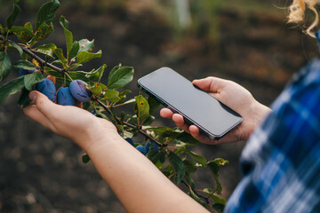Close-up view of a phone with a blank screen held by the hands of a woman working in the plum orchard to collect harvest data using smart technologies