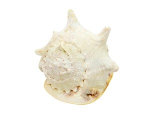 Isolated seashell decoration on the white background