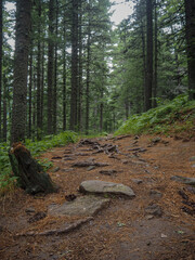 rocky road in forest up to hill