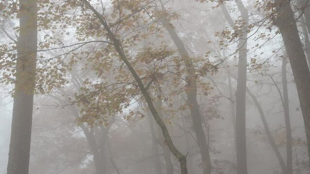 Foggy misty soft light dreary morning Fall forest 
