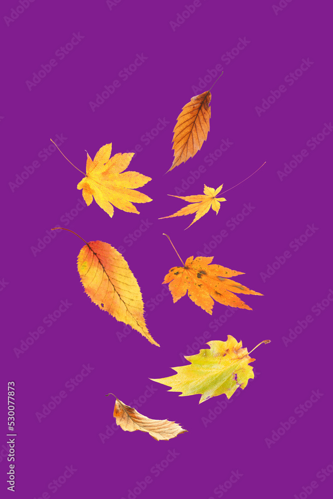 Wall mural seasonal background, autumn leaves on a purple