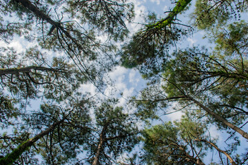 big trees in the sky