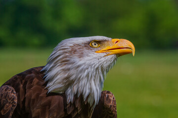 The bald eagle (Haliaeetus leucocephalus) is a bird of prey found in North America. 