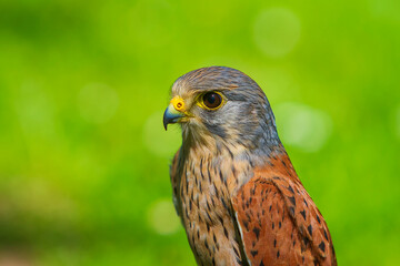 The common kestrel (Falco tinnunculus) is a bird of prey species belonging to the kestrel group of the falcon family Falconidae.