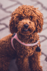 Portrait of a poodle dog