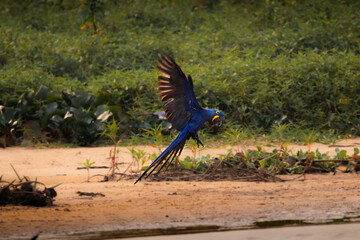 Hyacinth macaw, Pantanal, Brazil