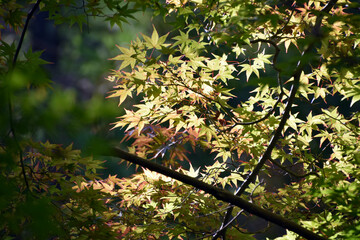 京都の源光庵の色づき始めの紅葉