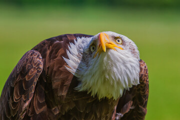 The bald eagle (Haliaeetus leucocephalus) is a bird of prey found in North America. 
