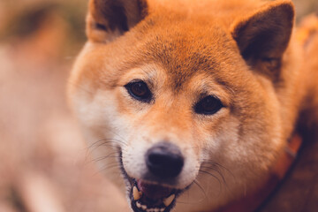 Shiba inu dog eyes