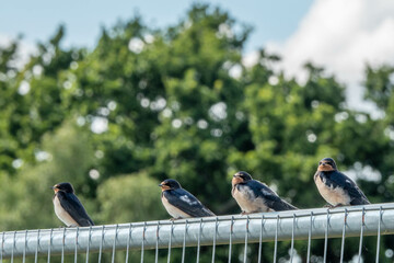 swallow a small bird with dark glossy blue backs red throat pale underparts and long tail streamers in a row on a fence with a blurred green background © Penny