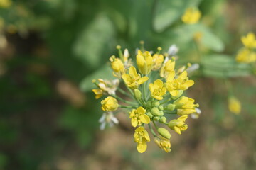The mustard flower forms four petals and six stamens