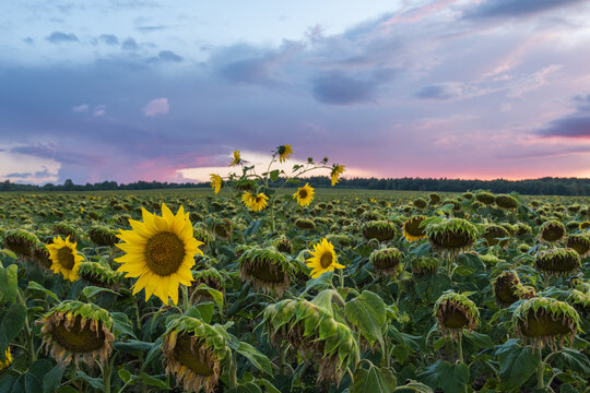 Sunflower field after thunderstorm, purple sky in the background. 